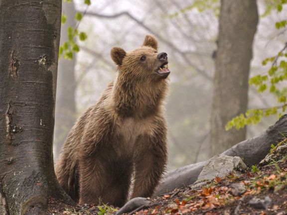 Medvědi jako téma zářijových parlamentních voleb
