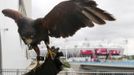 A female Harris Hawk is held by her handler as she waits to be given access to the Olympic Aquatics centre, where she will work as a pest control agent, scaring away pigeons and gulls, in the Olympic Park, in Stratford, east London, July 17, 2012. The 2012 London Olympic Games will begin in 10 days. REUTERS/Andrew Winning (BRITAIN - Tags: SPORT OLYMPICS ENVIRONMENT SOCIETY ANIMALS) Published: Čec. 17, 2012, 3:44 odp.