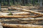 Změna státních Lesů na akciovou společnost se odkládá