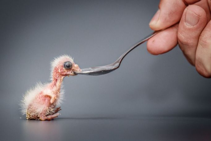 Cenu Trigema za nejpůsobivější fotografii živé přírody získal TOMÁŠ ADAMEC za snímek Zoo Praha: Pěstoun Antonín Vaidl krmí v ZOO Praha třídenní mládě vzácného loríčka rudobradého.