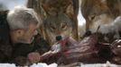 Wolf researcher Werner Freund lies on the ground next to Mongolian wolves as they devour a deer cadaver in an enclosure at Wolfspark Werner Freund, in Merzig in the German province of Saarland January 24, 2013. Freund, 79, a former German paratrooper, established the wolf sanctuary in 1972 and has raised more than 70 animals over the last 40 years. The wolves, acquired as cubs from zoos or animal parks, were mostly hand-reared. Spread over 25 acres, Wolfspark is currently home to 29 wolves forming six packs from European, Siberian, Canadian, Artic and Mongolian regions. Werner has to behave as the wolf alpha male of the pack to earn the other wolves respect and to be accepted. Picture taken January 24, 2013. REUTERS/Lisi Niesner (GERMANY - Tags: ANIMALS SOCIETY) Published: Led. 26, 2013, 2:43 odp.