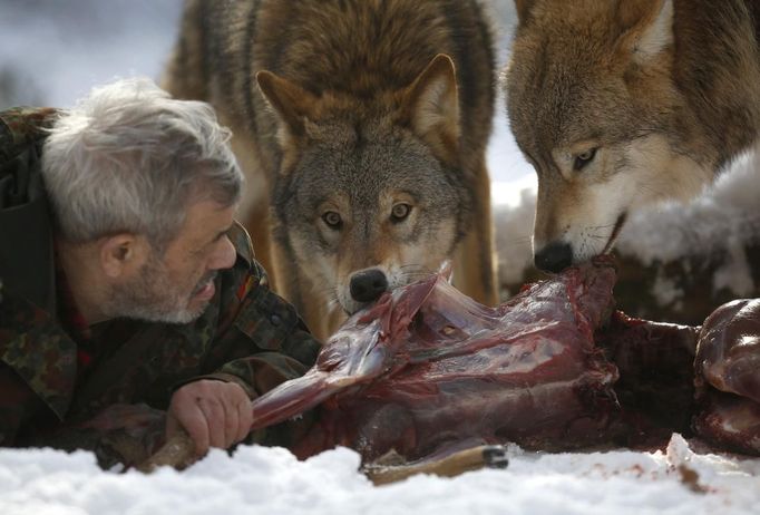 Wolf researcher Werner Freund lies on the ground next to Mongolian wolves as they devour a deer cadaver in an enclosure at Wolfspark Werner Freund, in Merzig in the German province of Saarland January 24, 2013. Freund, 79, a former German paratrooper, established the wolf sanctuary in 1972 and has raised more than 70 animals over the last 40 years. The wolves, acquired as cubs from zoos or animal parks, were mostly hand-reared. Spread over 25 acres, Wolfspark is currently home to 29 wolves forming six packs from European, Siberian, Canadian, Artic and Mongolian regions. Werner has to behave as the wolf alpha male of the pack to earn the other wolves respect and to be accepted. Picture taken January 24, 2013. REUTERS/Lisi Niesner (GERMANY - Tags: ANIMALS SOCIETY) Published: Led. 26, 2013, 2:43 odp.