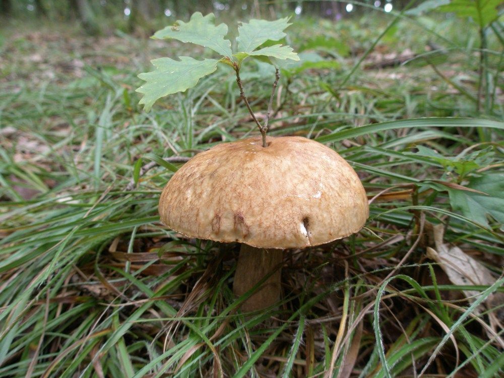 Fotosoutěž: Houby 2002 (srpen) xxx Čtenáři Aktuálně.cz xxx !!!Nepoužívat v článcích!!!