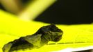 A butterfly grub is seen on a leaf in Butterfly Garden in La Guacima, northwest of San Jose, May 14, 2012. According to the owner Joris Brinkerhoff, who is from the U.S and has more than 29-years of experience dedicated to the export of butterfly cocoons, more than 80,000 cocoons of 70 different species are exported every month from Costa Rica to Europe, Asia, Canada, Mexico and the United States, with prices of the cocoons ranging from $3 to $10 each. REUTERS/Juan Carlos Ulate (COSTA RICA - Tags: BUSINESS SOCIETY ANIMALS) Published: Kvě. 15, 2012, 5:10 dop.