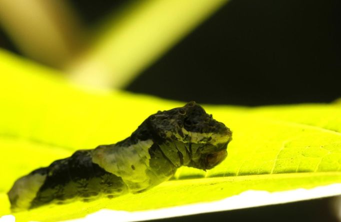 A butterfly grub is seen on a leaf in Butterfly Garden in La Guacima, northwest of San Jose, May 14, 2012. According to the owner Joris Brinkerhoff, who is from the U.S and has more than 29-years of experience dedicated to the export of butterfly cocoons, more than 80,000 cocoons of 70 different species are exported every month from Costa Rica to Europe, Asia, Canada, Mexico and the United States, with prices of the cocoons ranging from $3 to $10 each. REUTERS/Juan Carlos Ulate (COSTA RICA - Tags: BUSINESS SOCIETY ANIMALS) Published: Kvě. 15, 2012, 5:10 dop.