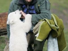Lední medvěd Knut má štěstí: na rozdíl od svých soukmenovců přežije.