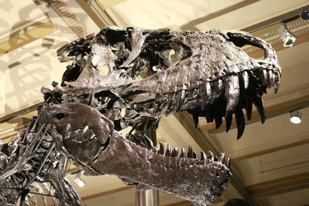 Dinosaurus v berlínském muzeu - ilustrační foto
