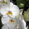 Orchideje v botanické zahradě