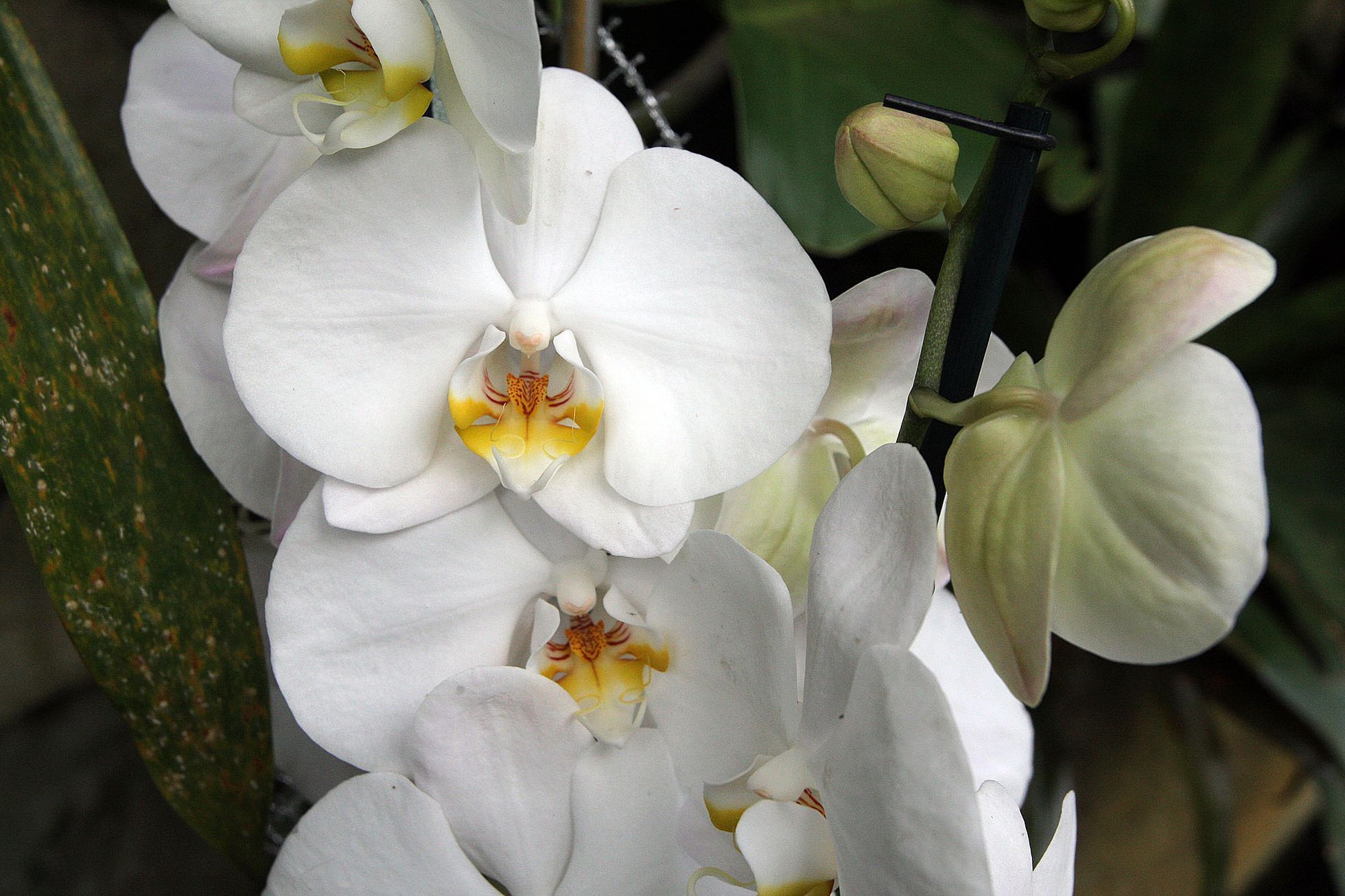 Orchideje v botanické zahradě