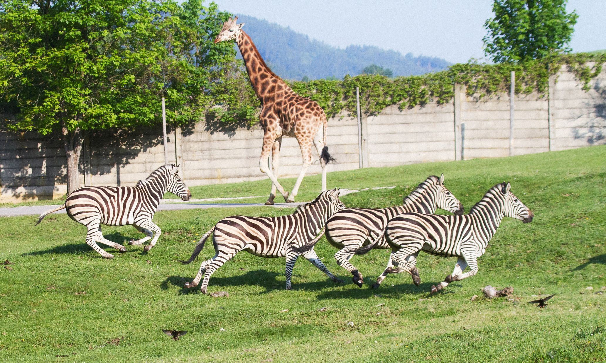 Jednorázové užití / Fotogalerie / ZOO Dvůr Králové je tu už 75 let. Podívejte se na snímky z její historie