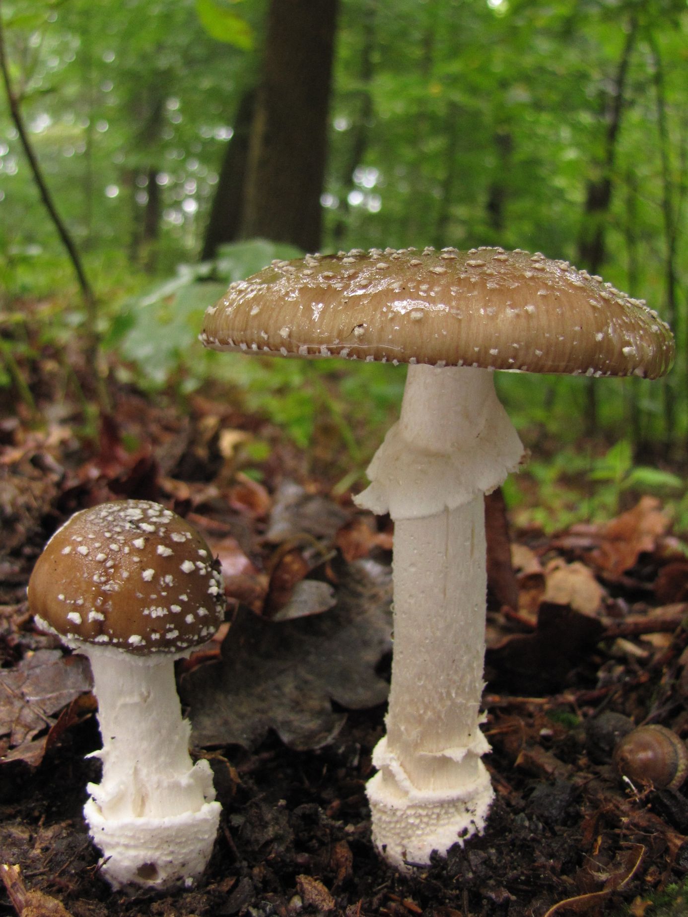 Muchomůrka tygrovaná