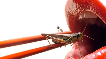 Hit amerických restaurací: Cvrčci a larvy na talíři