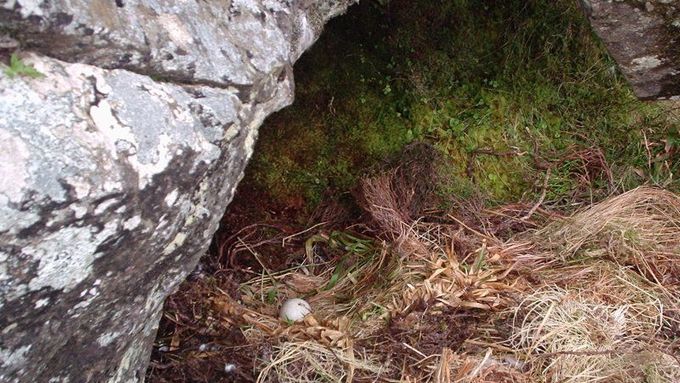 Orli skalní,vypuštění v Irsku, snesli v roce 2005 první vejce.