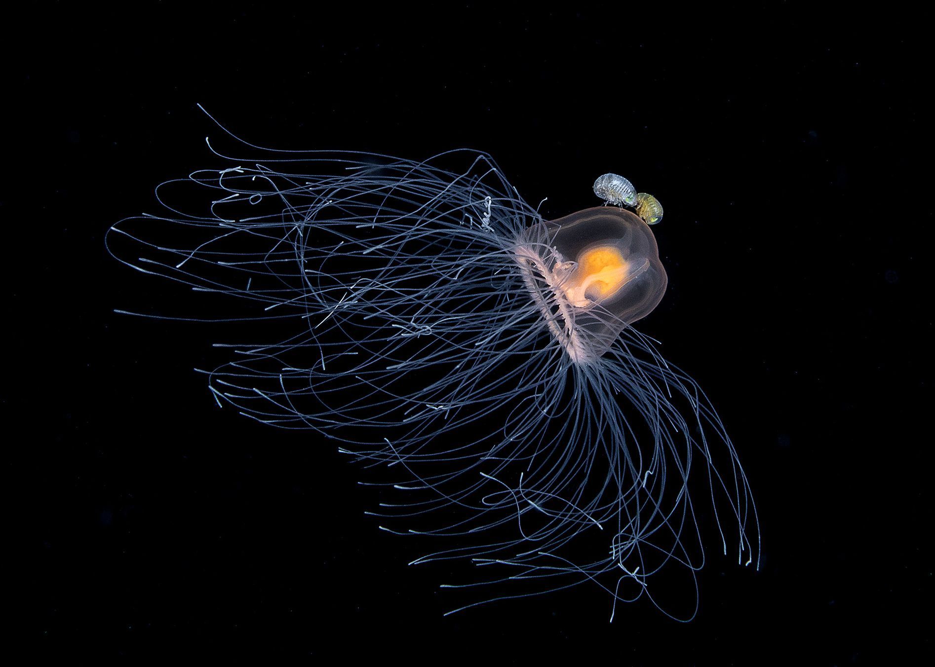 Vítězové soutěže Underwater Photographer of the Year 2021