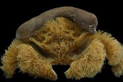 Nový druh chlupatého kraba nosí houby jako klobouk. Dostal jméno po slavné lodi