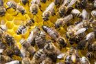 Včely přeceňujeme, daří se jim. Ostatním opylovačům kradou nektar, říká entomolog