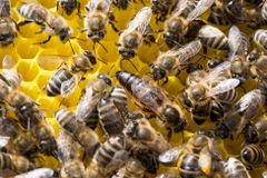 Před 30 lety se včela sama naklonovala. Teď její armáda klonů ohrožuje jiné druhy
