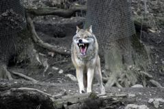 Lidé při geocachingu riskovali u výběhu s vlky. Pražská zoo některé "kešky" z areálu odstraní