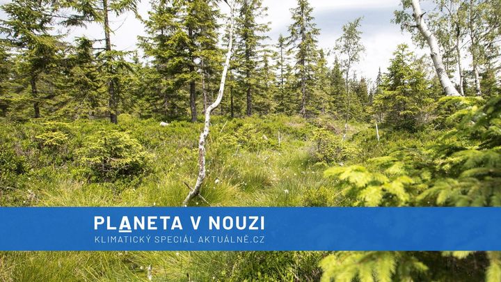 V tomto lese vám hned nateče do bot. V Krkonoších obnovují mokřady, bojují se suchem