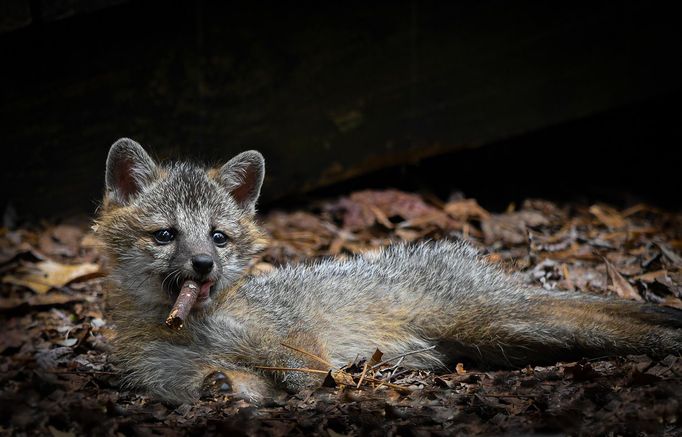 Vítězové soutěže Comedy Wildlife Photography Awards 2023