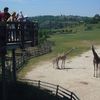 Žirafy v pražské zoo