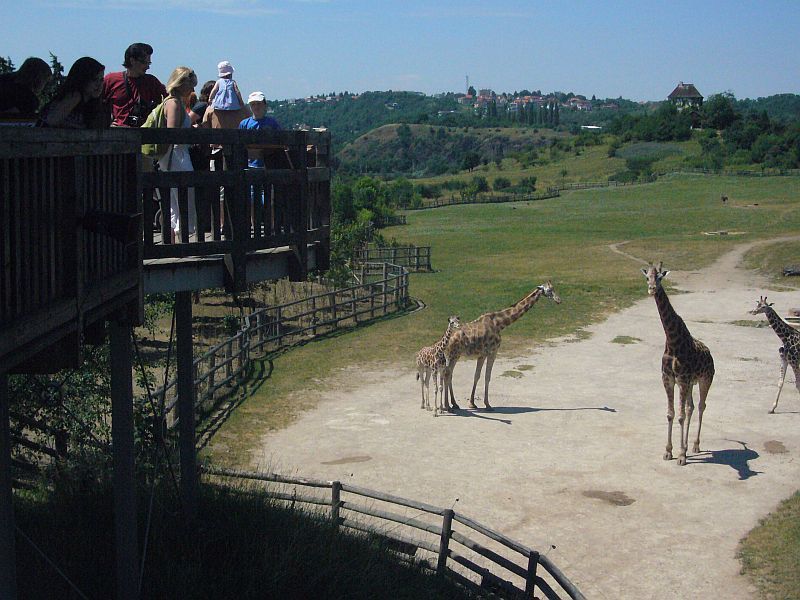 Žirafy v pražské zoo