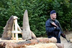Pražského policistu stíhá GIBS kvůli údajnému prodeji rohu chráněného nosorožce