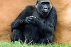 Pražská zoo slaví, nejstarší gorilí samice je březí