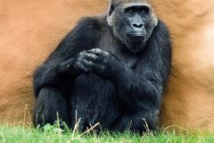 Gorila těžký porod přežila. Mládě nejspíš zemřelo
