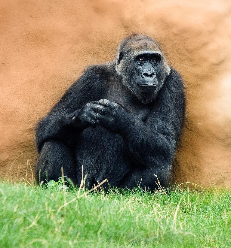 Gorila Kamba čeká mládě