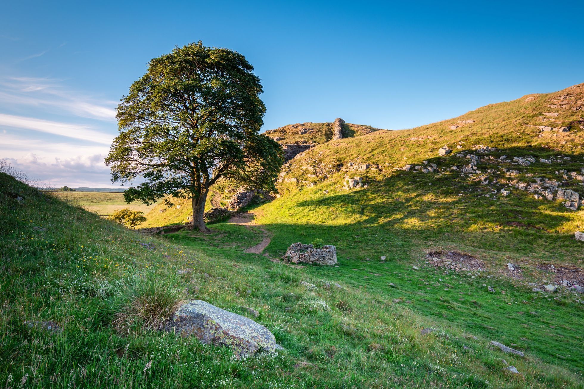 Sycamore gap, strom, Anglie