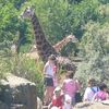 Žirafy v pražské zoo