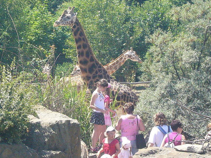 Žirafy v pražské zoo