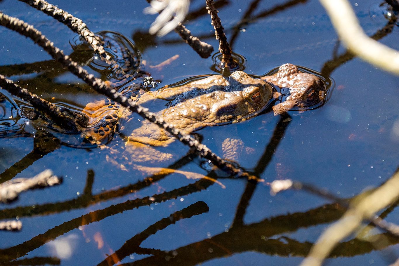 NP České Švýcarsko