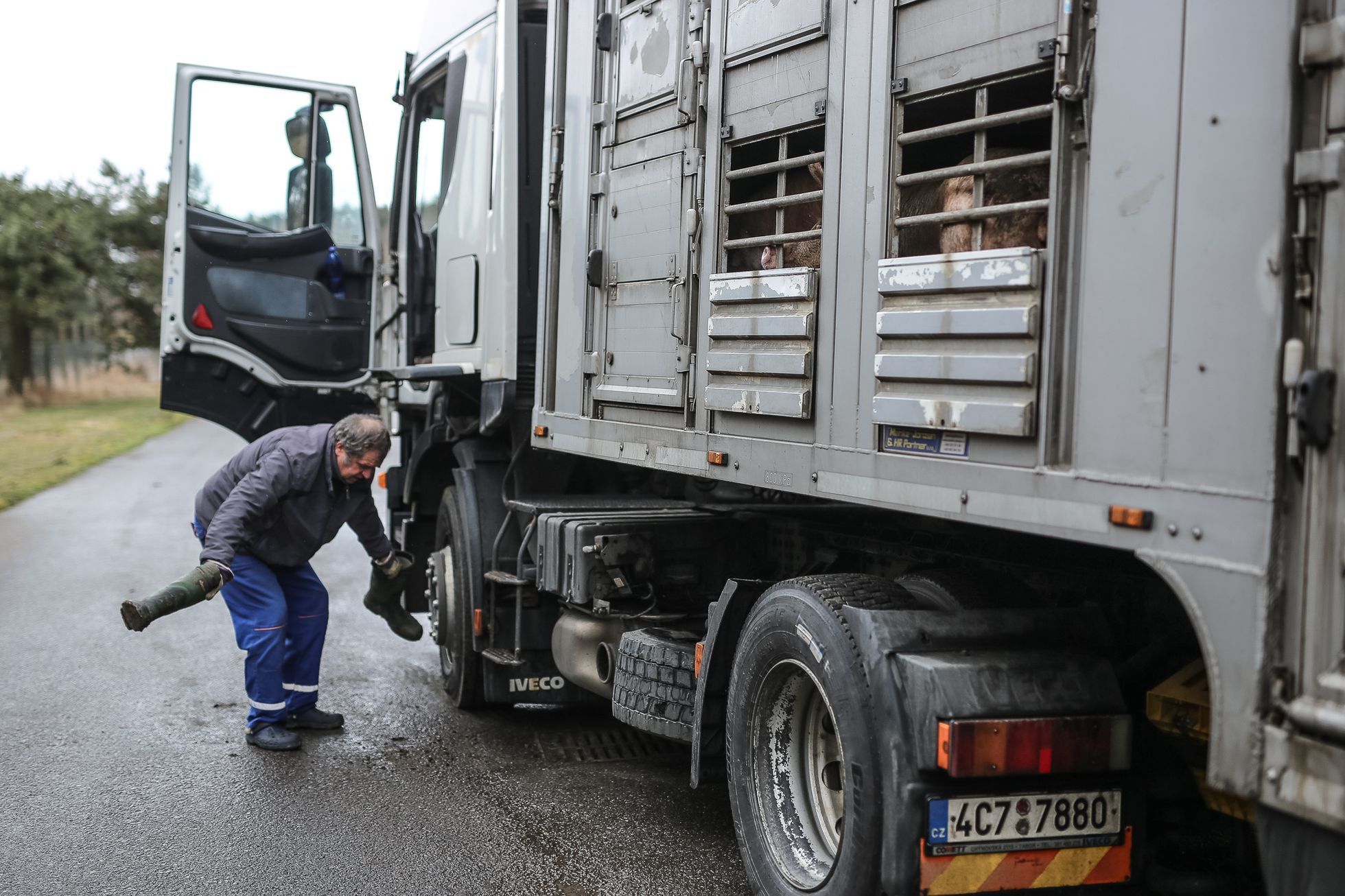 Z vepřína v Letech firmy AGPI odvážejí poslední prasata, 14.3.2018