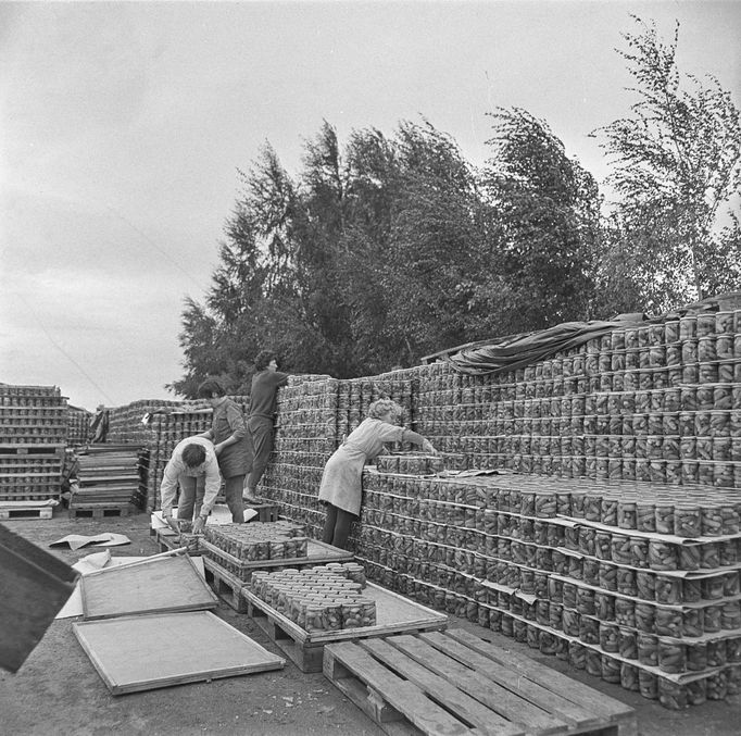 Průmyslová zpracování a výroba nakládaných okurek na Znojemsku na Jižní Moravě v roce 1972. Na snímku: Provoz závodu n.p. Fruta ve Znojmě.