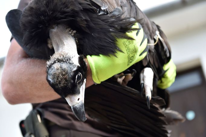 Pracovníci zlínské zoologické zahrady odchytávali 19. července 2019 mládě supa hnědého, které bude vypuštěno do volné přírody v pohoří Stará Planina v Bulharsku.