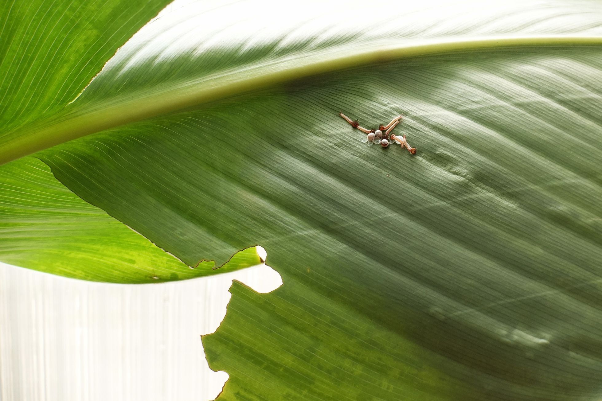 Motýli v Botanické zahradě v pražské Tróji, květen 2023