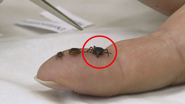 "Africká havěť" budí vášně. Je pruhovaný obr s očima skutečně nebezpečný?