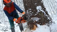 Krátce před třetí hodinou odpoledne se krkonošským lesem rozezněla motorová pila, aby o několik vteřin později přetnula zdravý kmen smrku ztepilého (Picea abies).