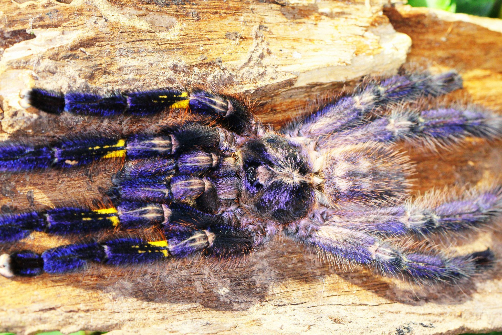 Jednorázové užití / Fotogalerie / Neuvěřitelná podívaná. Toto jsou fascinující hmyzáci jako z jiného vesmíru