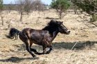 Biolog: Zbytky české přírody zachrání divocí koně a zubři