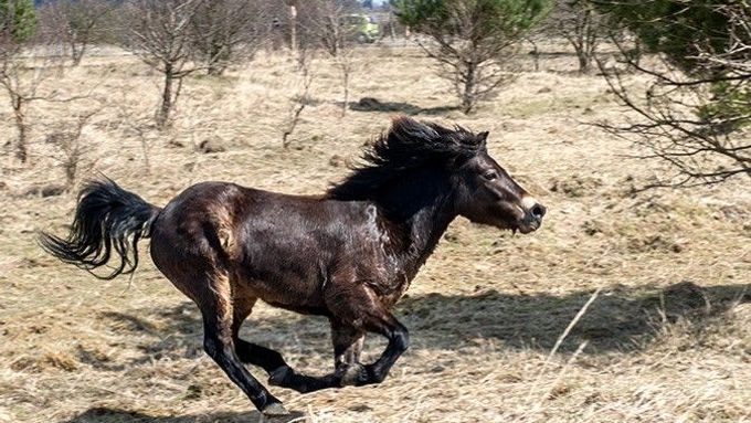 V lednu tohoto roku bylo do České republiky dovezeno a vypuštěno na vymezené lokality stádo 14 klisen vzácného britského plemene divokých koní. Mají pomoci narušenému ekosystému středních Čech.