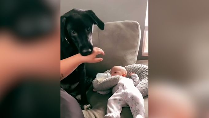 Ruce pryč! Pes nedovolí matce dotknout se jejího novorozeného dítěte