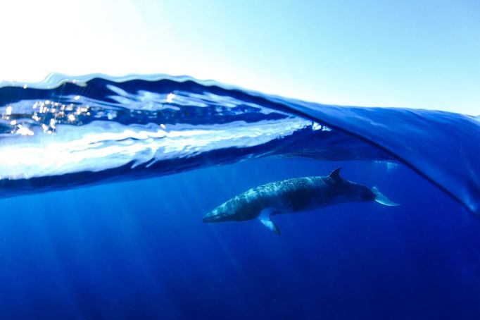 Underwater Photographer of the Year 2020 - vítězné fotografie