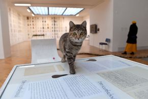 Na výstavě děl Ester Krumbachové v Brně se procházejí živé kočky