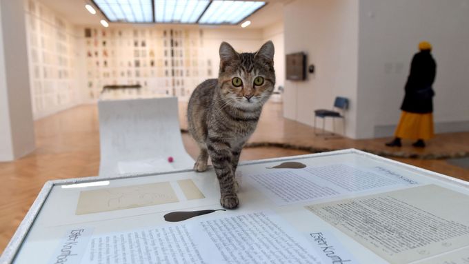 Na výstavě děl Ester Krumbachové v Brně se procházejí živé kočky