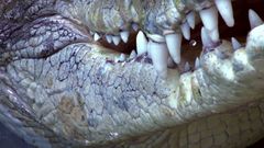 Návštěvníci vidí krokodýlům až do tlamy