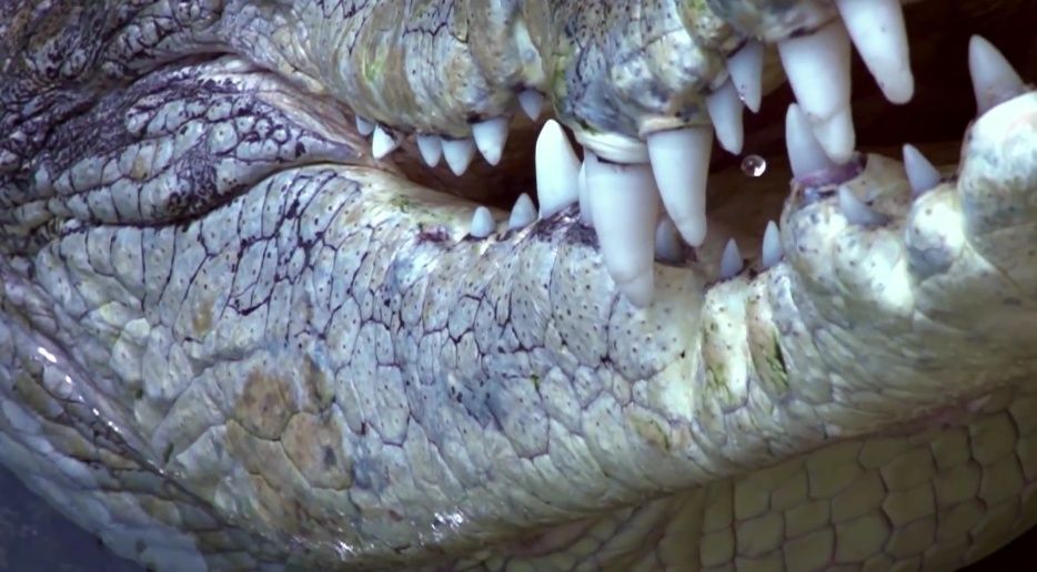Záběry ze života krokodýlů