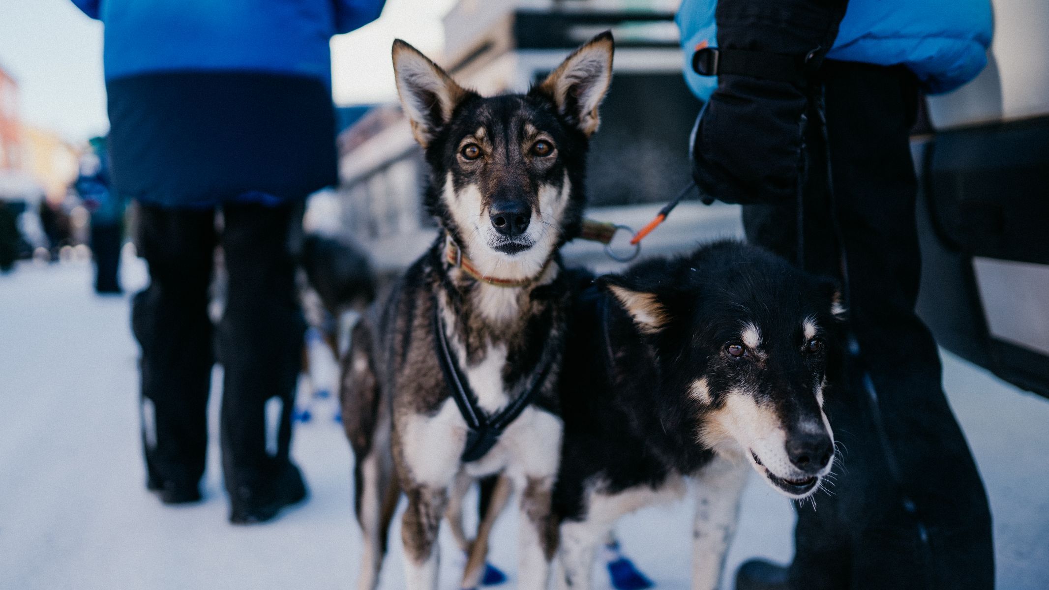 femundlopet psí spřežení mushing norsko